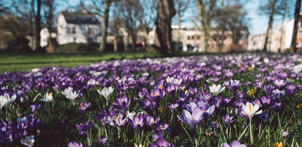 Close-up of purple crocus flowers on field