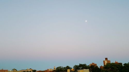 Low angle view of trees against clear sky