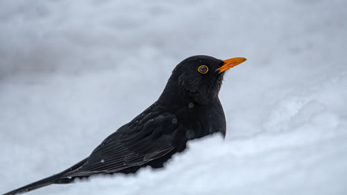 Close-up of a bird in snow