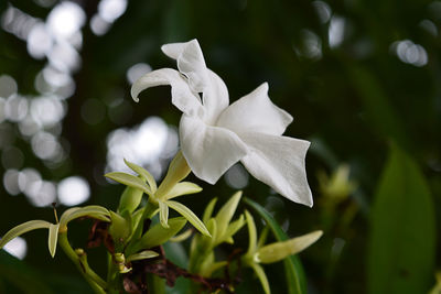 Close-up of white flowering plant