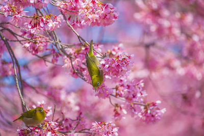 Close-up of pink cherry blossoms in spring