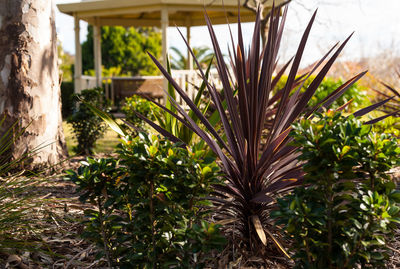 Close-up of plants