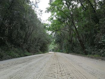 Road amidst trees in forest