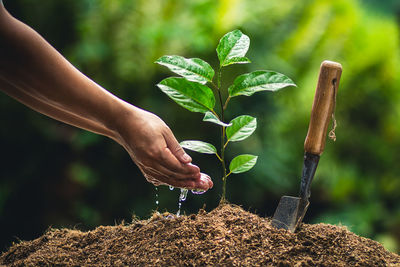 Midsection of man planting sapling in farm