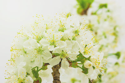 Close-up of white flowers on tree