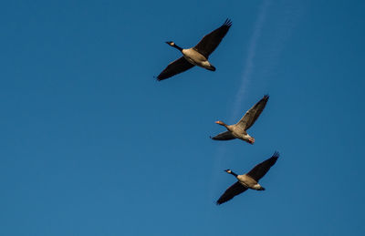 Low angle view of seagulls flying in sky