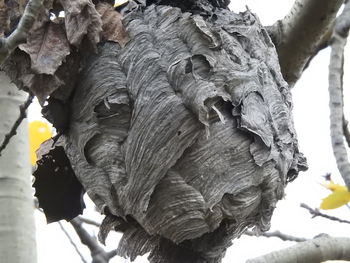 Low angle view of tree trunk