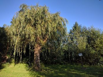 Trees against clear sky