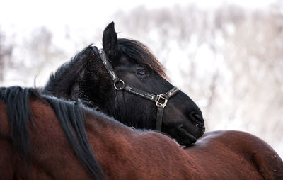 Close-up of a horse in the field