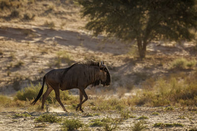 Wildebeest walking in forest