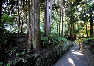 Footpath in forest