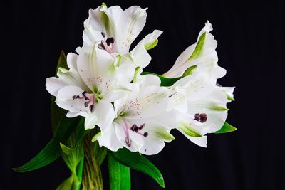 Close-up of white flowering plant against black background