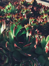 Close-up of succulent plant