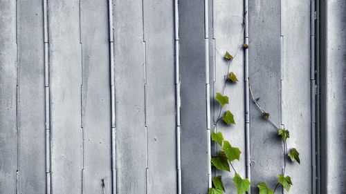Ivy growing by metallic wall
