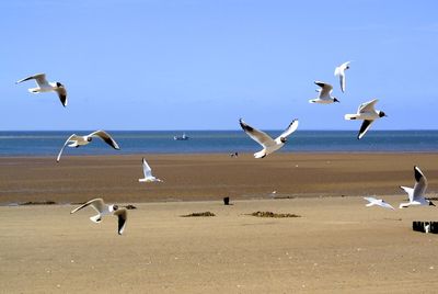 Seagulls flying over beach against sky