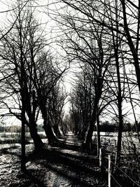 Trees against sky