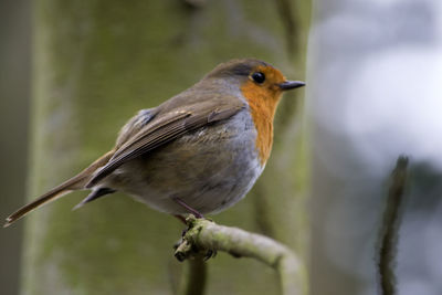 Close-up of bird perching on wall