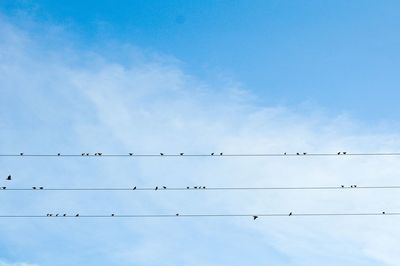 Low angle view of birds perching on cables