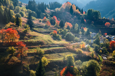 High angle view of trees in forest during autumn