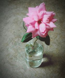 Close-up of pink flower in vase