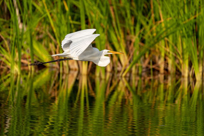 Bird flying over lake against grass