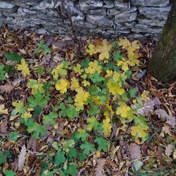 Autumnal leaves on tree trunk