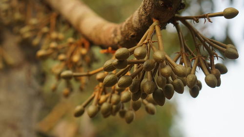 Close-up of durean on tree