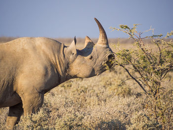 Side view of black rhinoceros eating on bush, etosha national park, namibia, africa