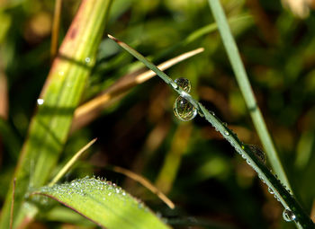 Close-up of water drops on blade of grass