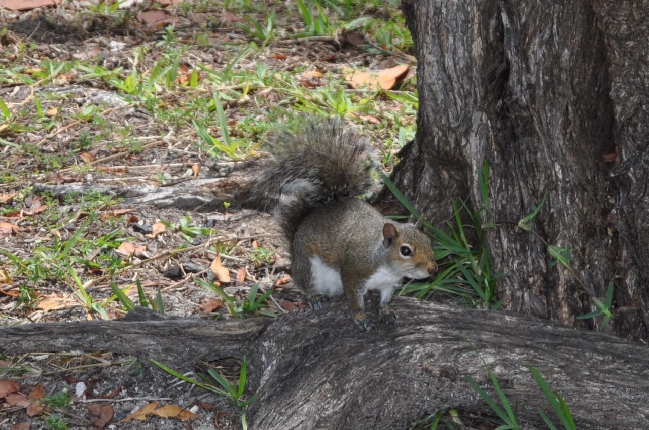 SQUIRREL IN A FOREST