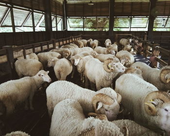 View of sheep in pen