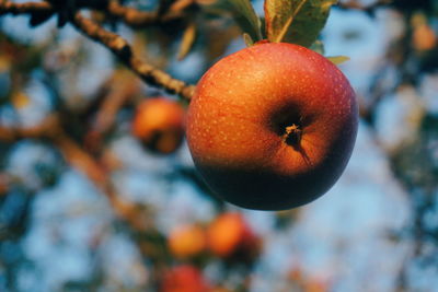 Low angle view of apples growing on tree