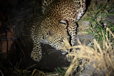 Leopard in the wild at night