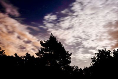 Low angle view of silhouette trees against sky