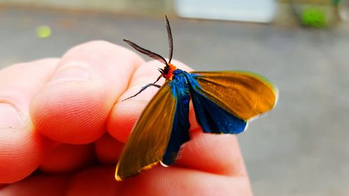 Close-up of butterfly on flower