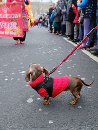 Dog on street in city