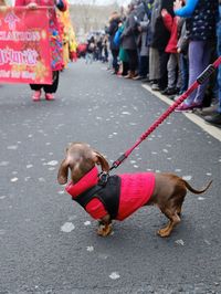Dachshund dog wearing red coat on street in city
