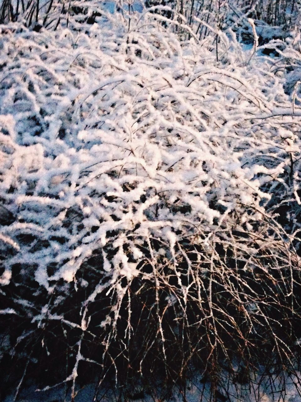 cold temperature, winter, snow, bare tree, nature, tranquility, high angle view, field, dry, branch, frozen, dead plant, day, tree, season, outdoors, no people, beauty in nature, backgrounds, full frame