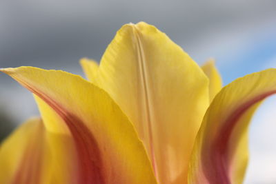 Close-up of yellow flowering plant