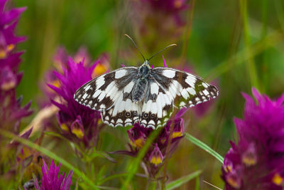 Melanargia galathea