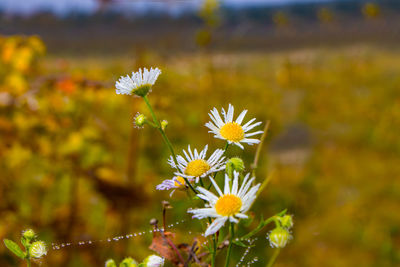 Close-up of flowering plant