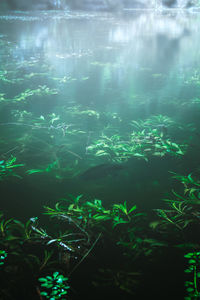 View of fish underwater