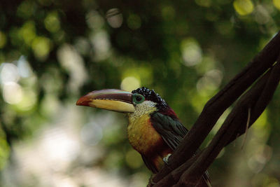 Close-up of bird perching