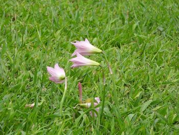 Pink flowers blooming on field