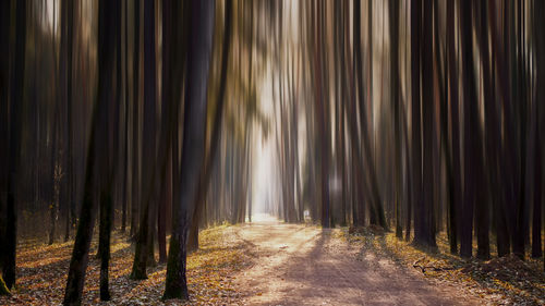 Trees in forest