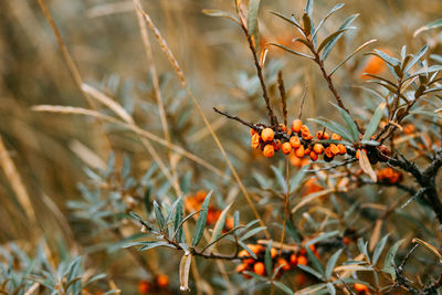 Close-up of orange berries on tree