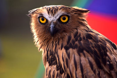 Close-up portrait of owl