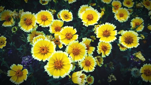 Close-up of yellow flowers in field