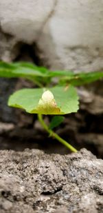 Close-up of small plant growing on rock