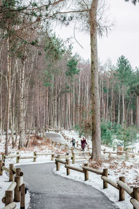 Trees growing in forest